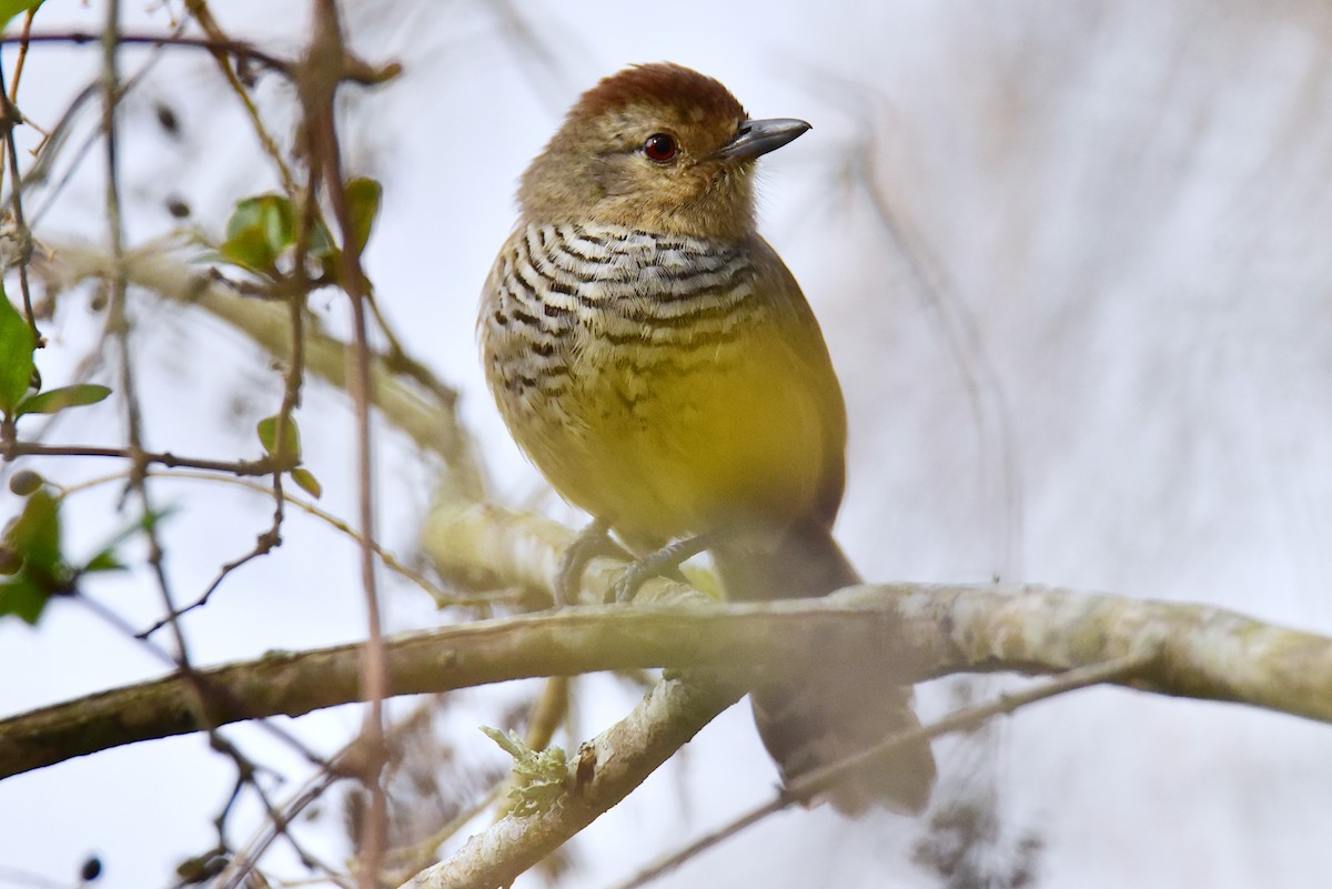 Rufous-capped Antshrike - ML639730033