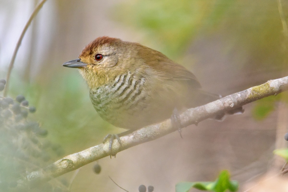Rufous-capped Antshrike - ML639730034