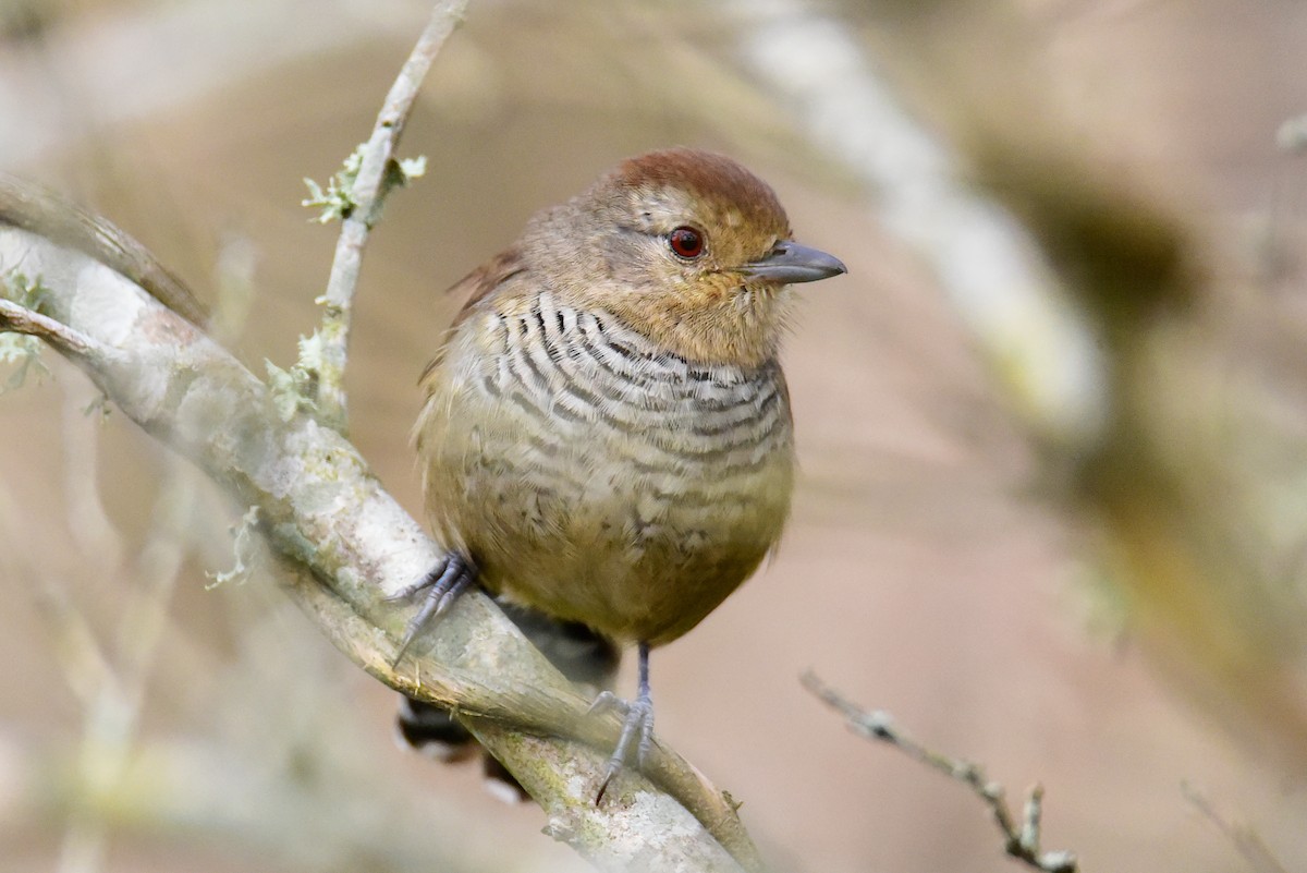 Rufous-capped Antshrike - ML639730035