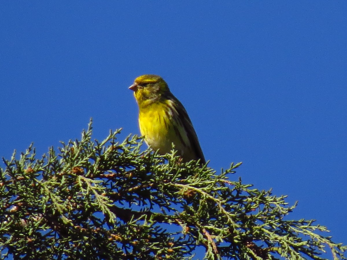 European Serin - ML639730090