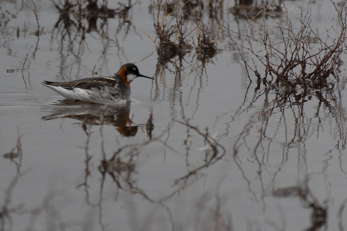 Red-necked Phalarope - ML639730208