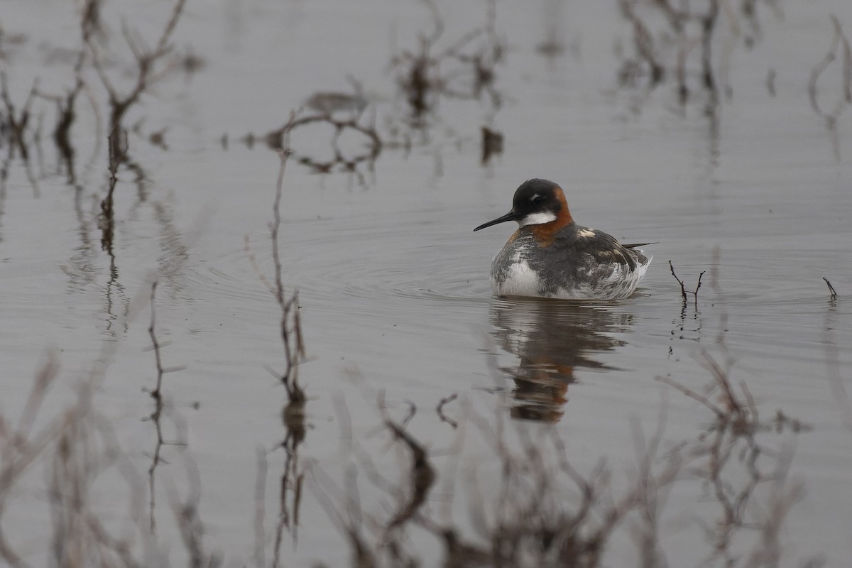Red-necked Phalarope - ML639730209