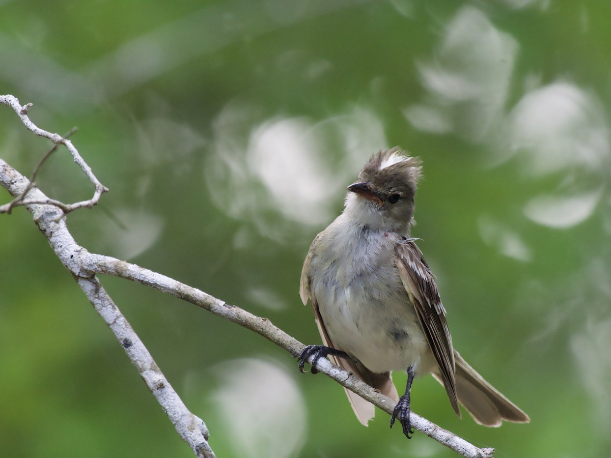 Caribbean Elaenia - ML639730267