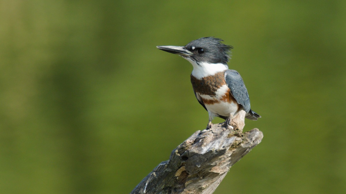 Рибалочка-чубань північний - ML639730283