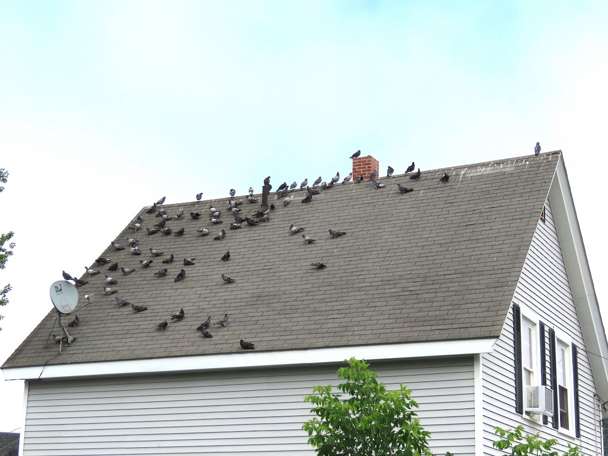 Rock Pigeon (Feral Pigeon) - ML639730285
