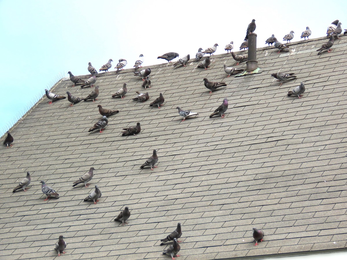 Rock Pigeon (Feral Pigeon) - ML639730287