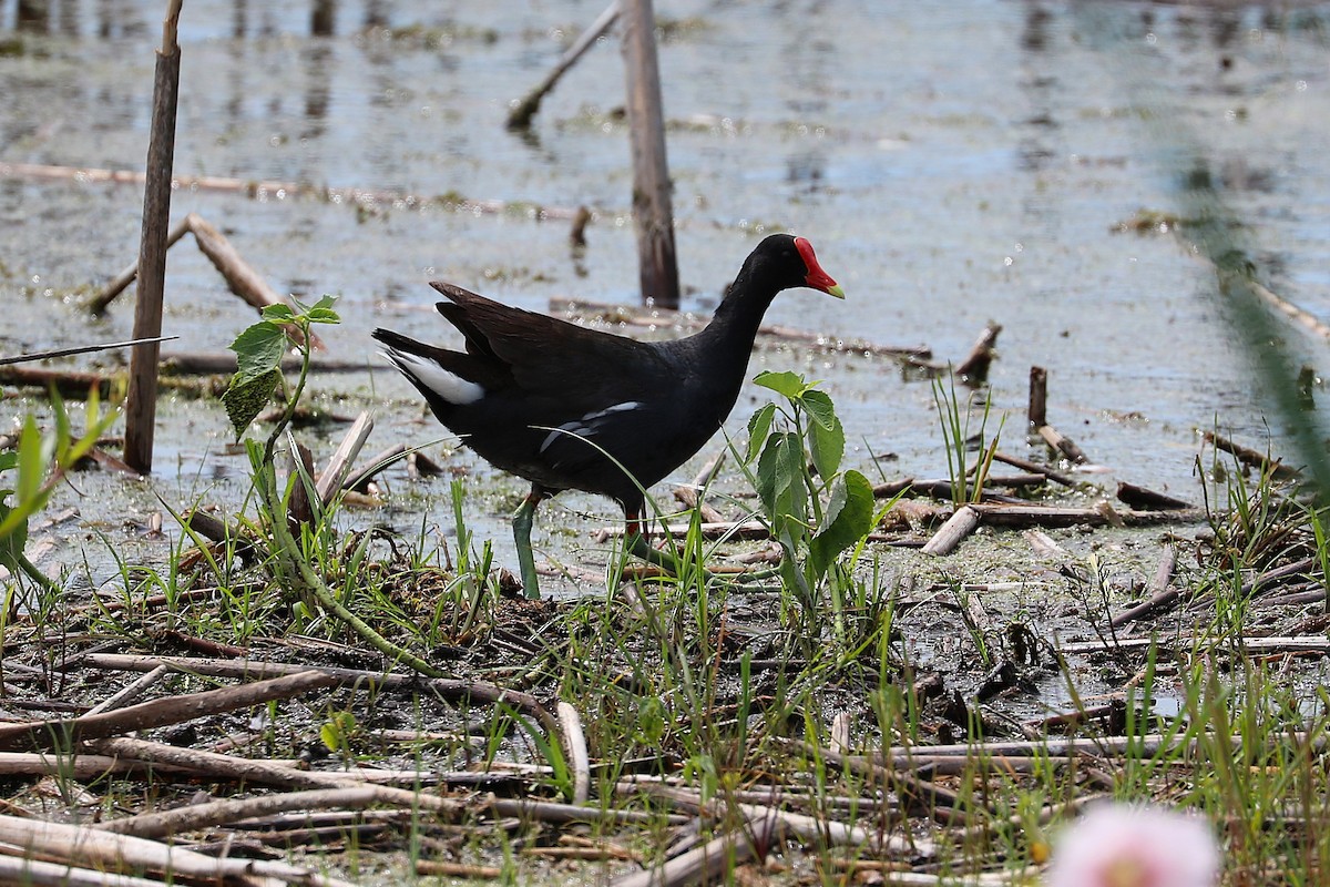Common Gallinule - ML639730307