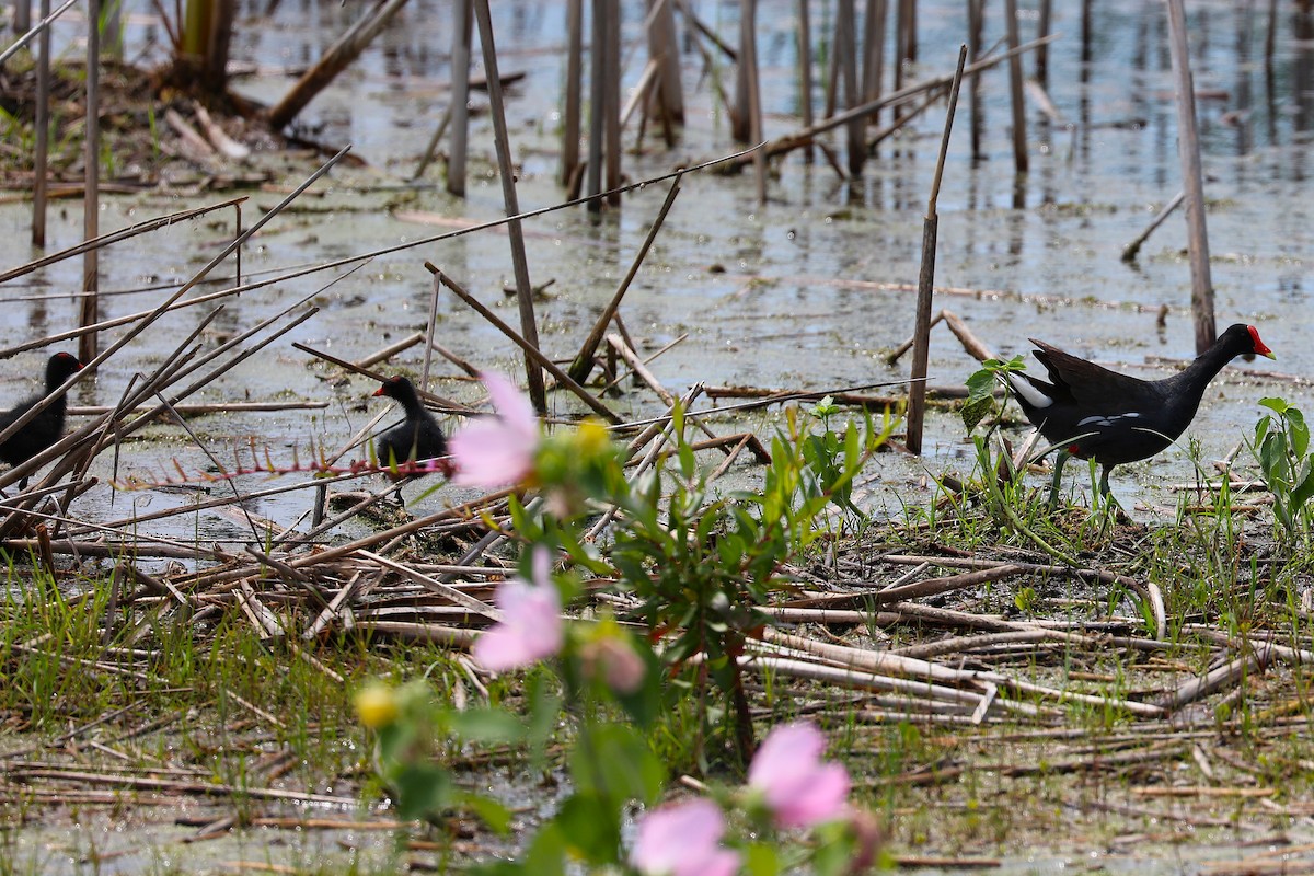 Common Gallinule - ML639730313
