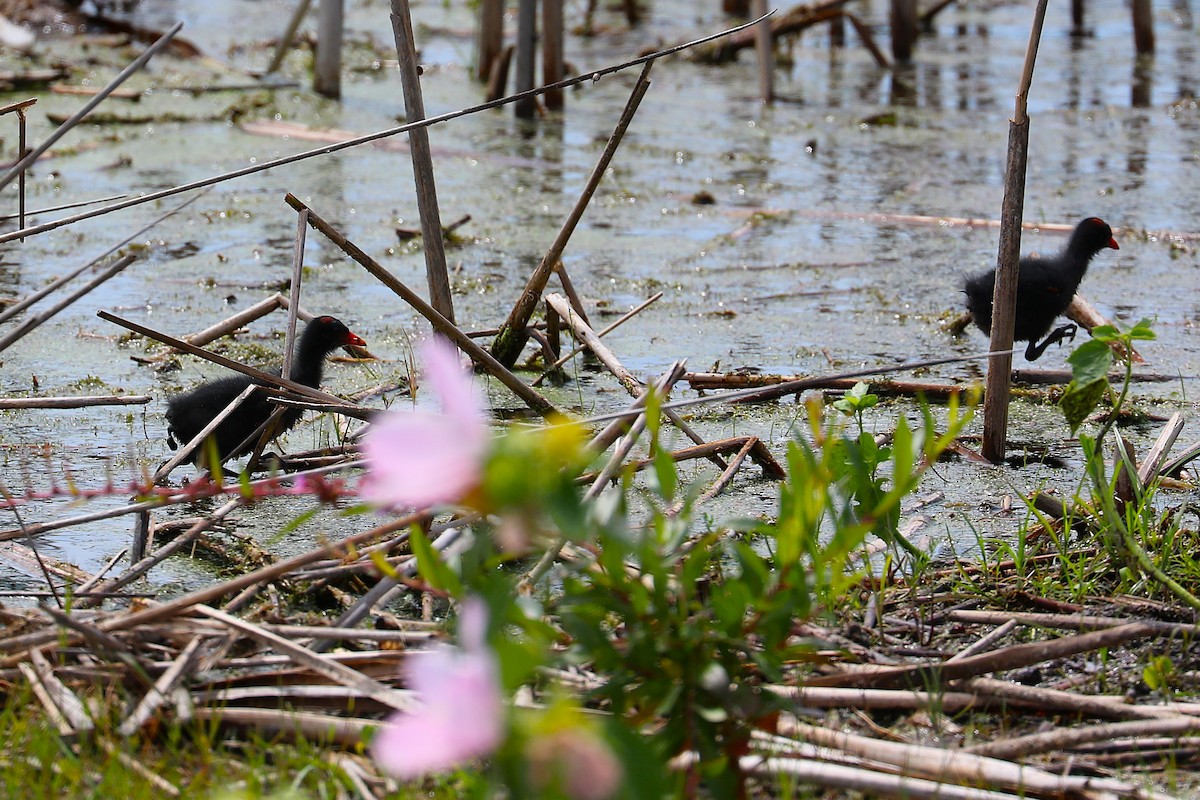 Common Gallinule - ML639730334