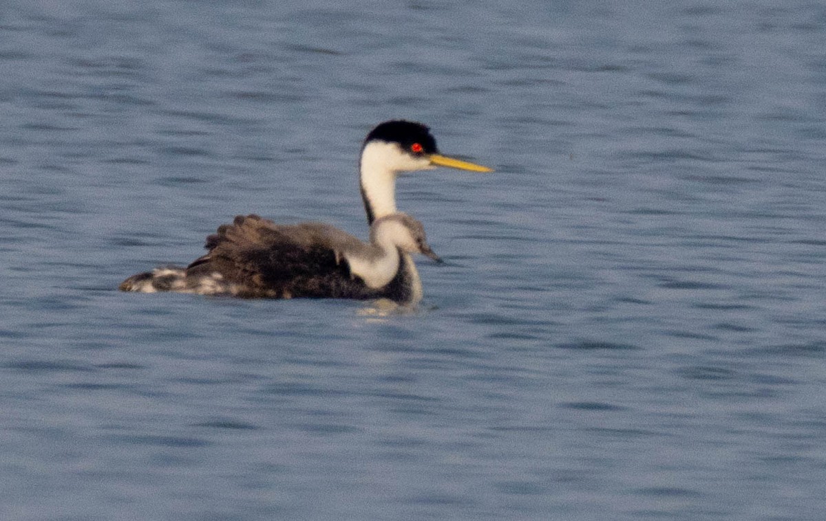 Western Grebe - ML639730353