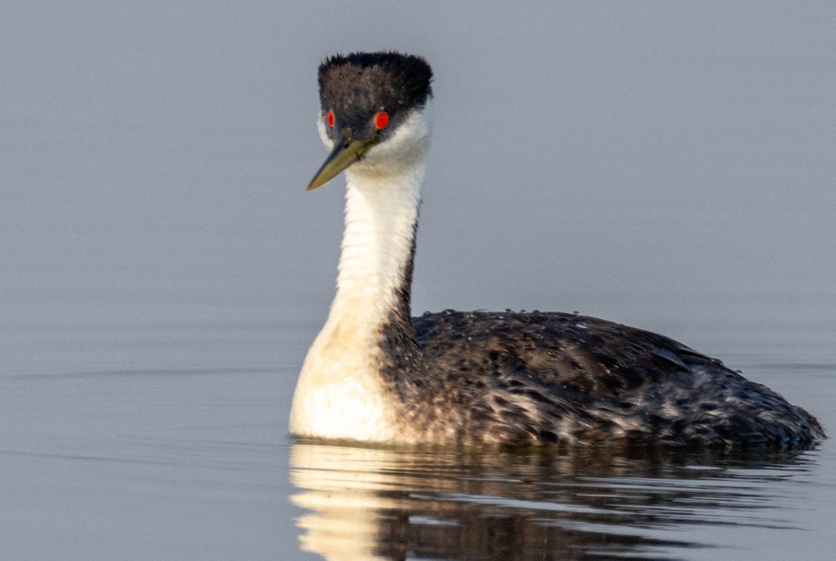 Western Grebe - ML639730360