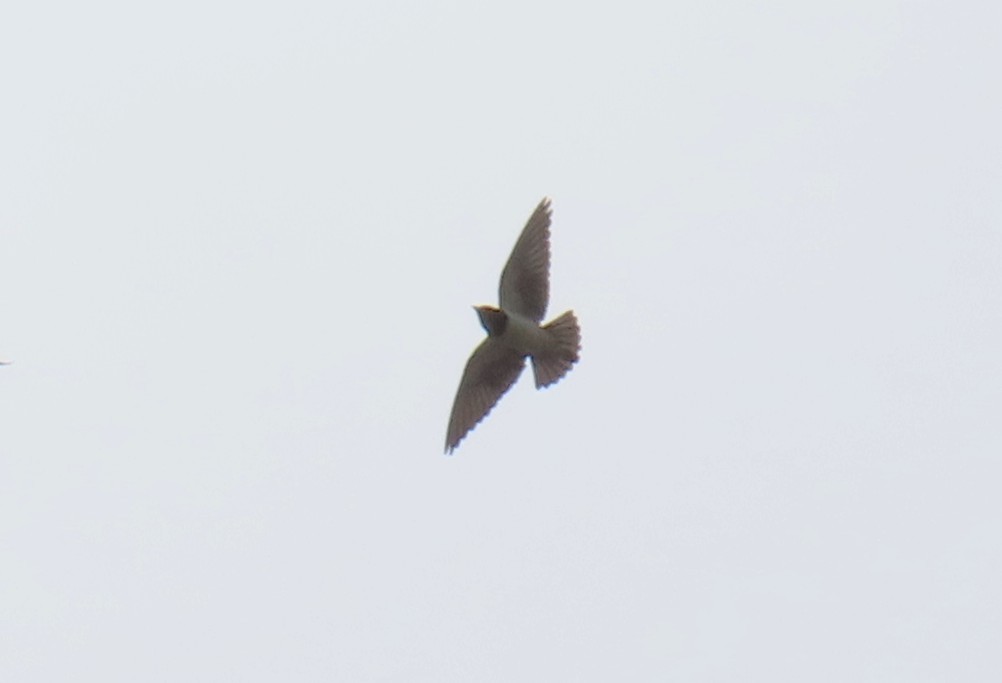 Great Woodswallow - ML639730361