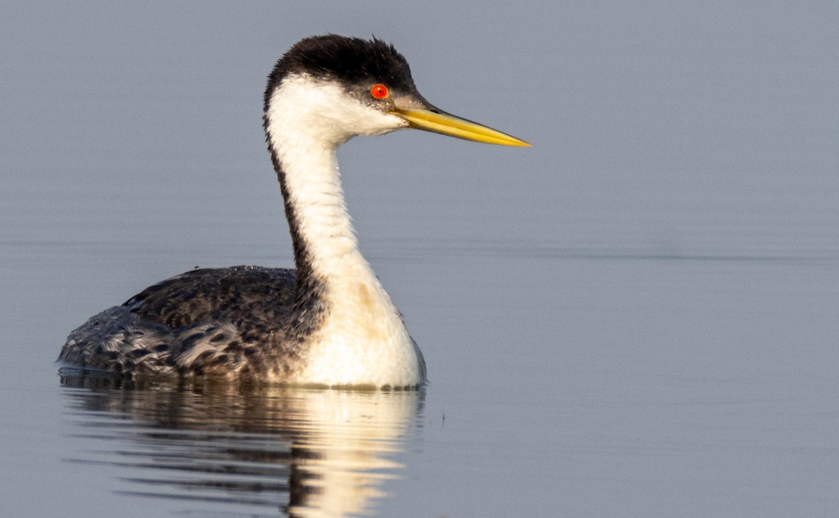 Western Grebe - ML639730367