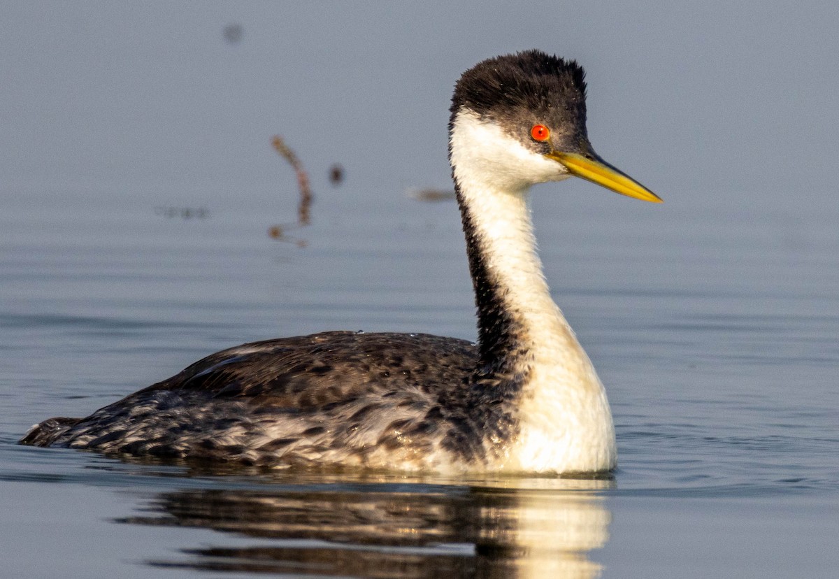Western Grebe - ML639730373