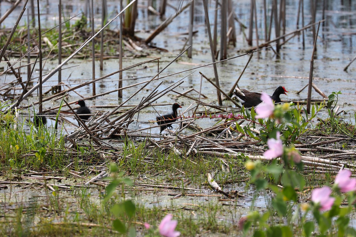 Common Gallinule - ML639730377