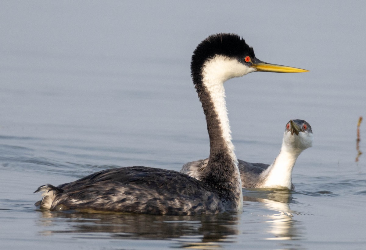 Western Grebe - ML639730384