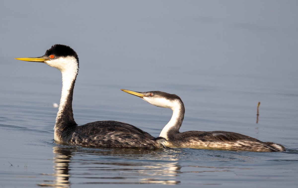 Western Grebe - ML639730390