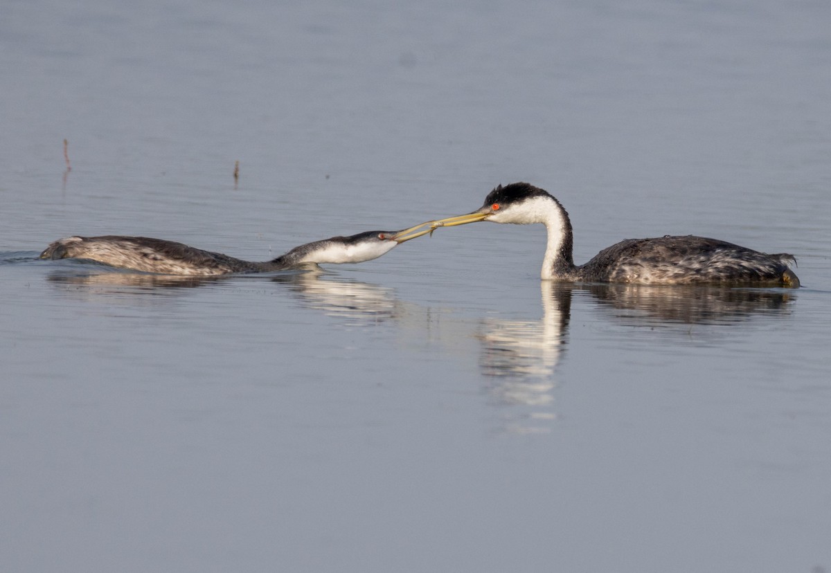 Western Grebe - ML639730393
