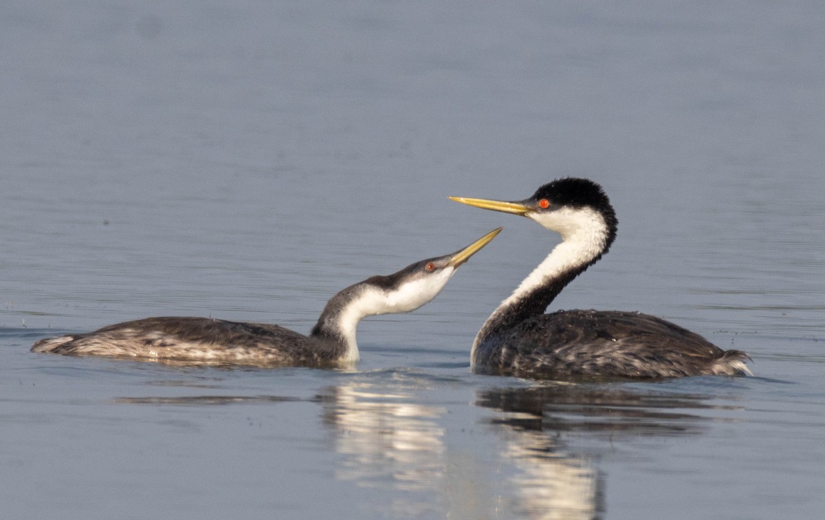 Western Grebe - ML639730397