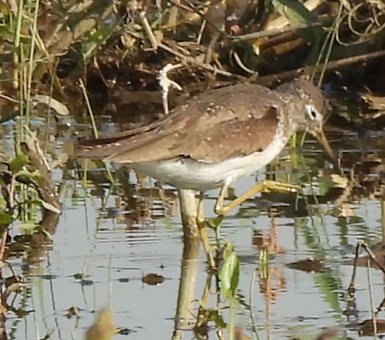 Solitary Sandpiper - ML639730421