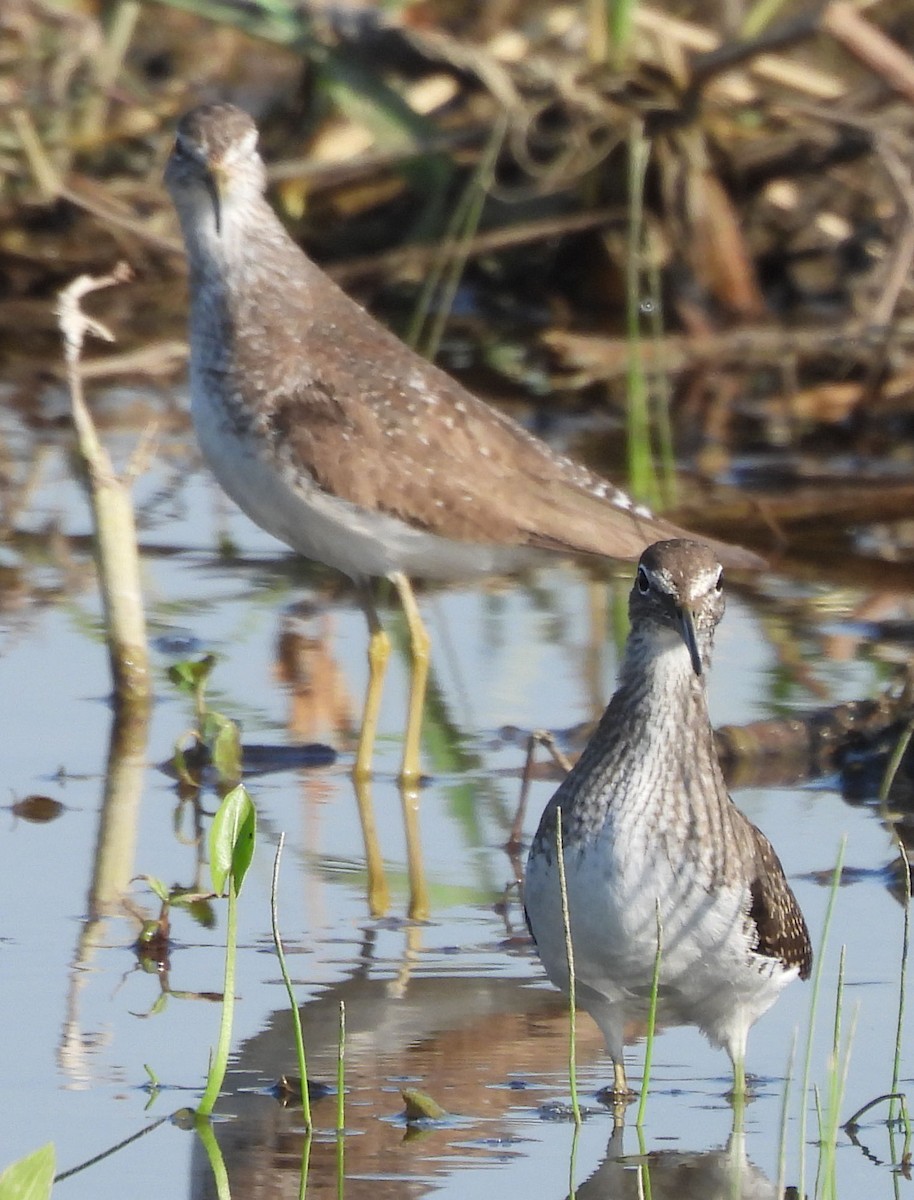 Solitary Sandpiper - ML639730422