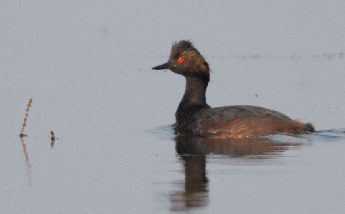 Eared Grebe - ML639730427