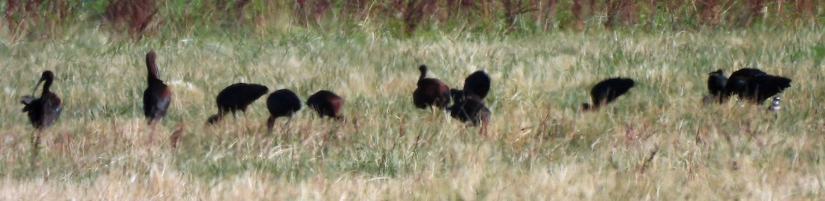 White-faced Ibis - ML639730435