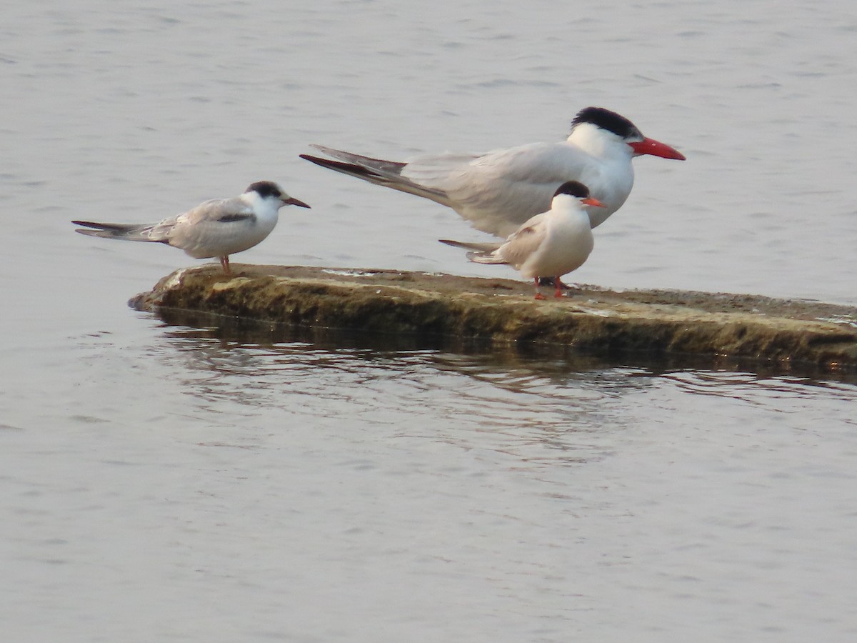 Charrán Común - ML639730436