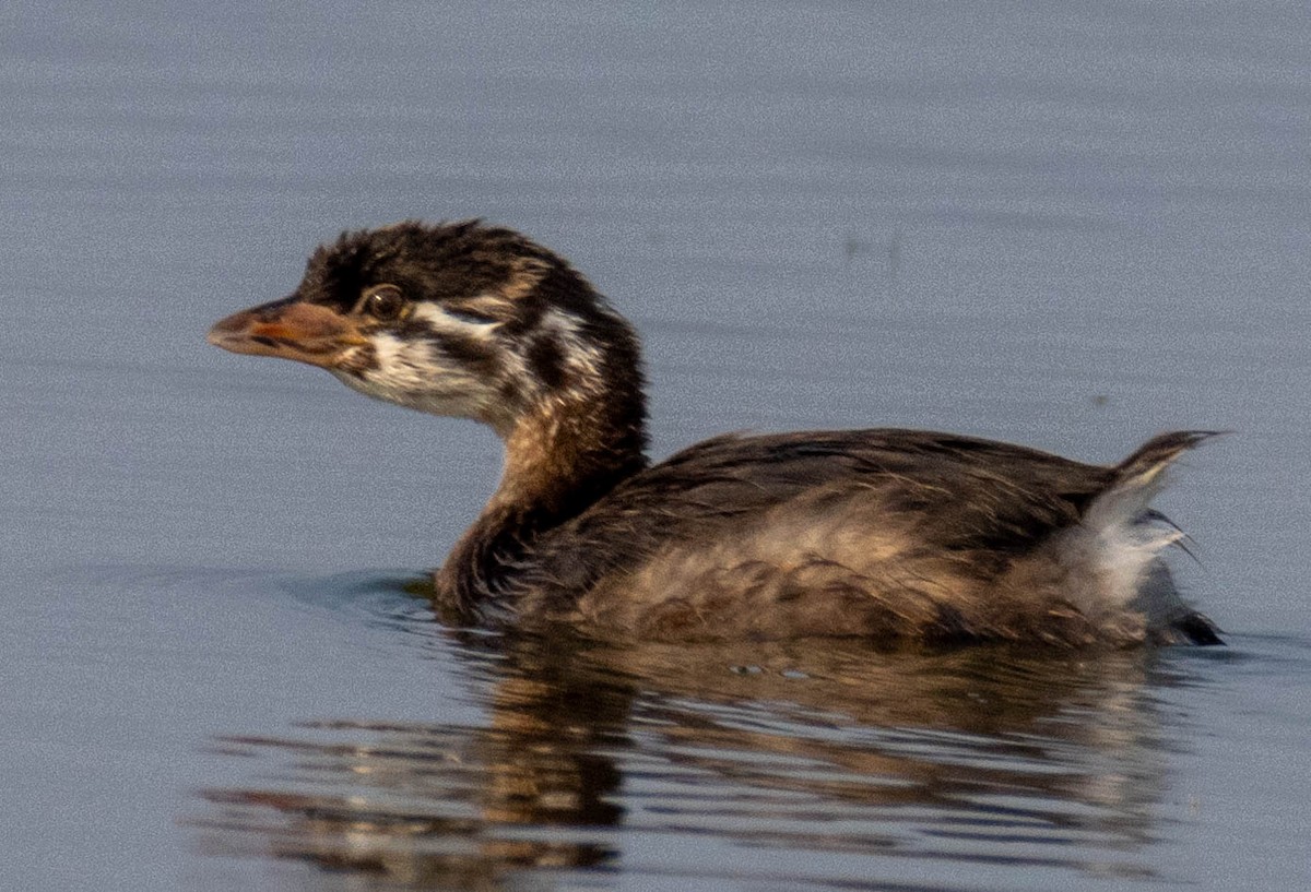 Pied-billed Grebe - ML639730437