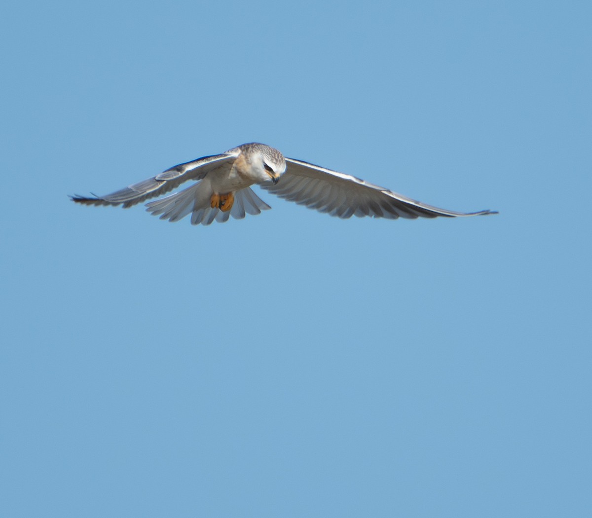 Black-winged Kite - ML639730444