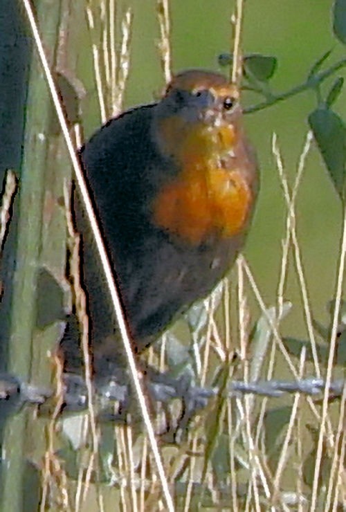 Yellow-headed Blackbird - ML639730445