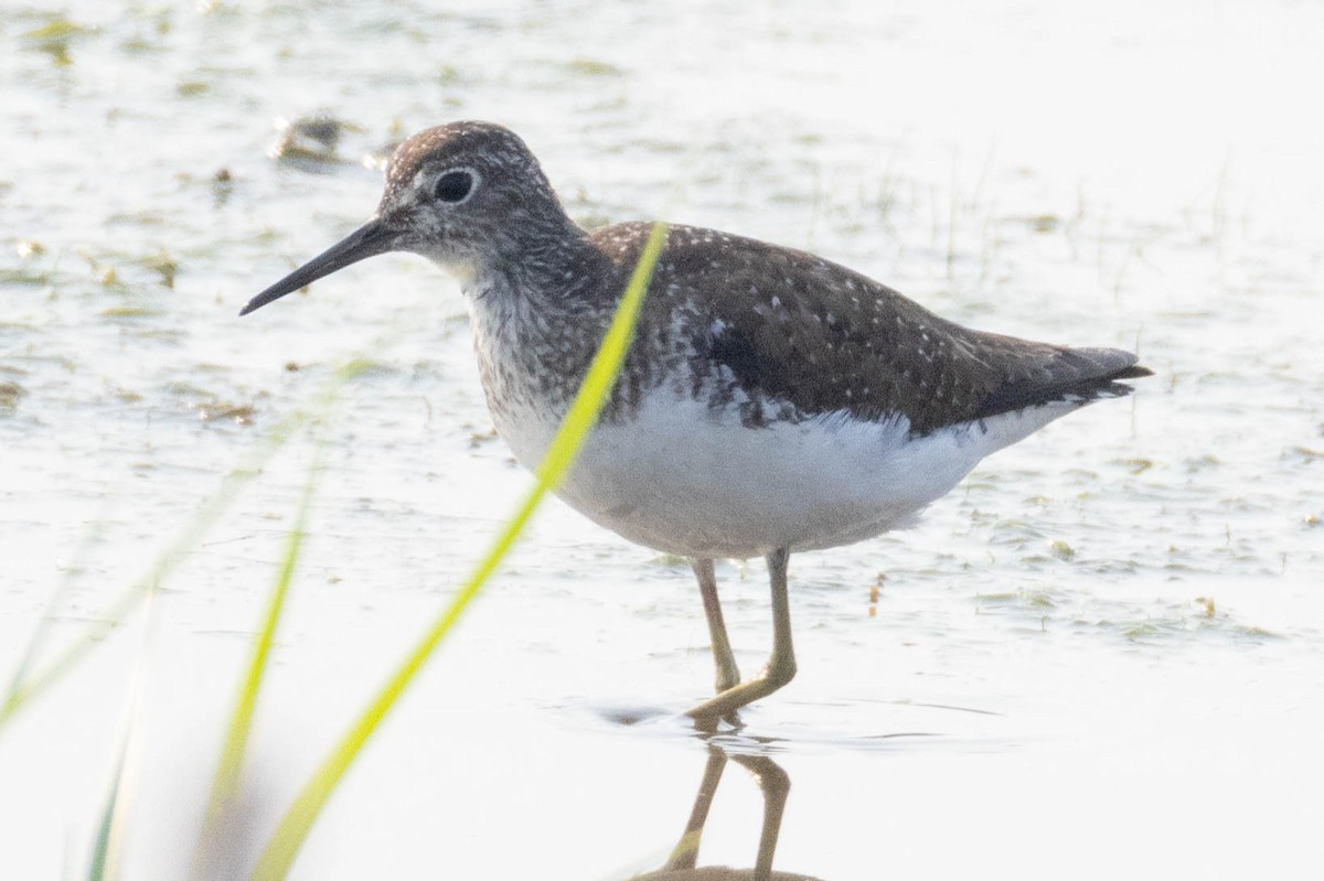 Solitary Sandpiper - ML639730469