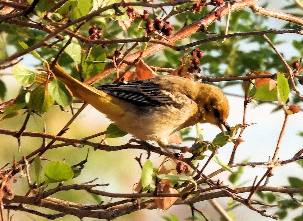 Bullock's Oriole - ML639730470