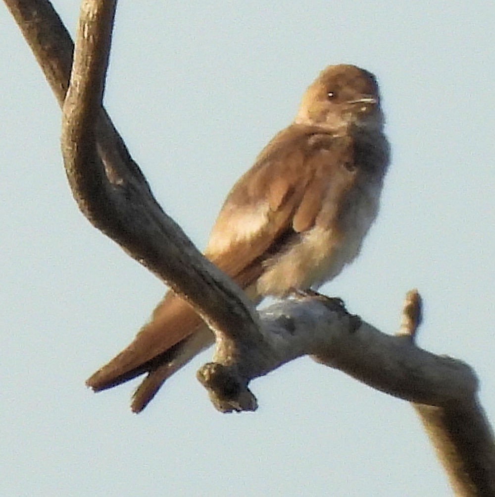 Northern Rough-winged Swallow - ML639730515