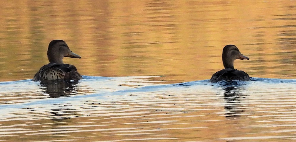 Mallard - ML639730532