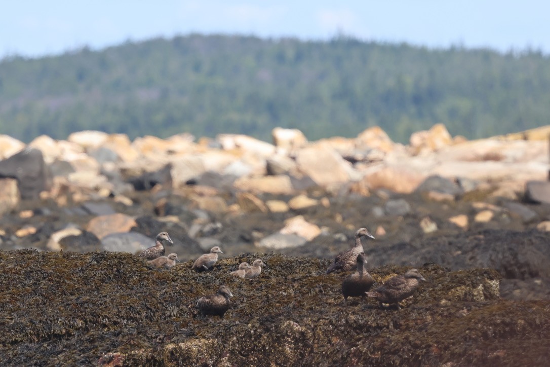 Common Eider - ML639730604