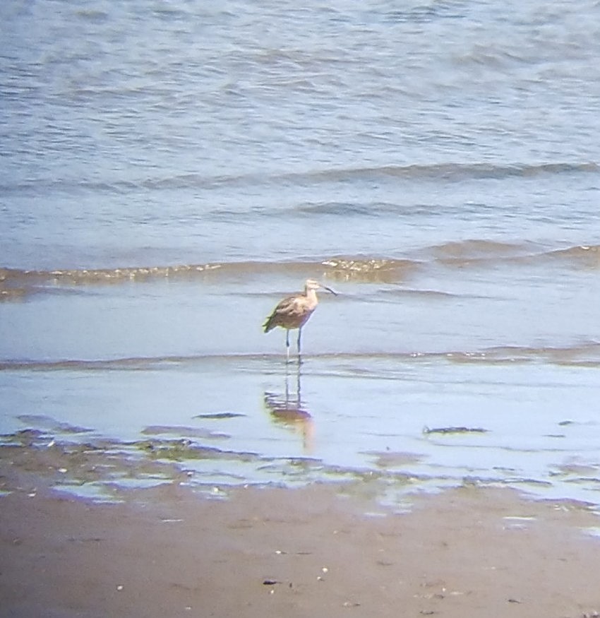 Long-billed Curlew - ML639730605