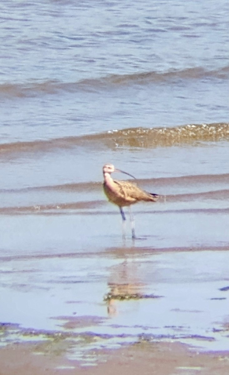 Long-billed Curlew - ML639730606