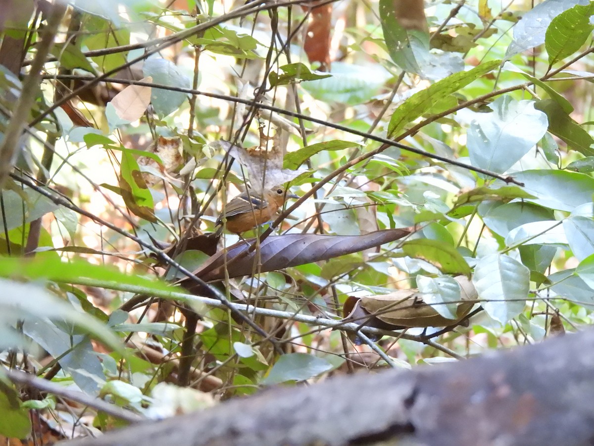 Plain-throated Antwren - ML639730618