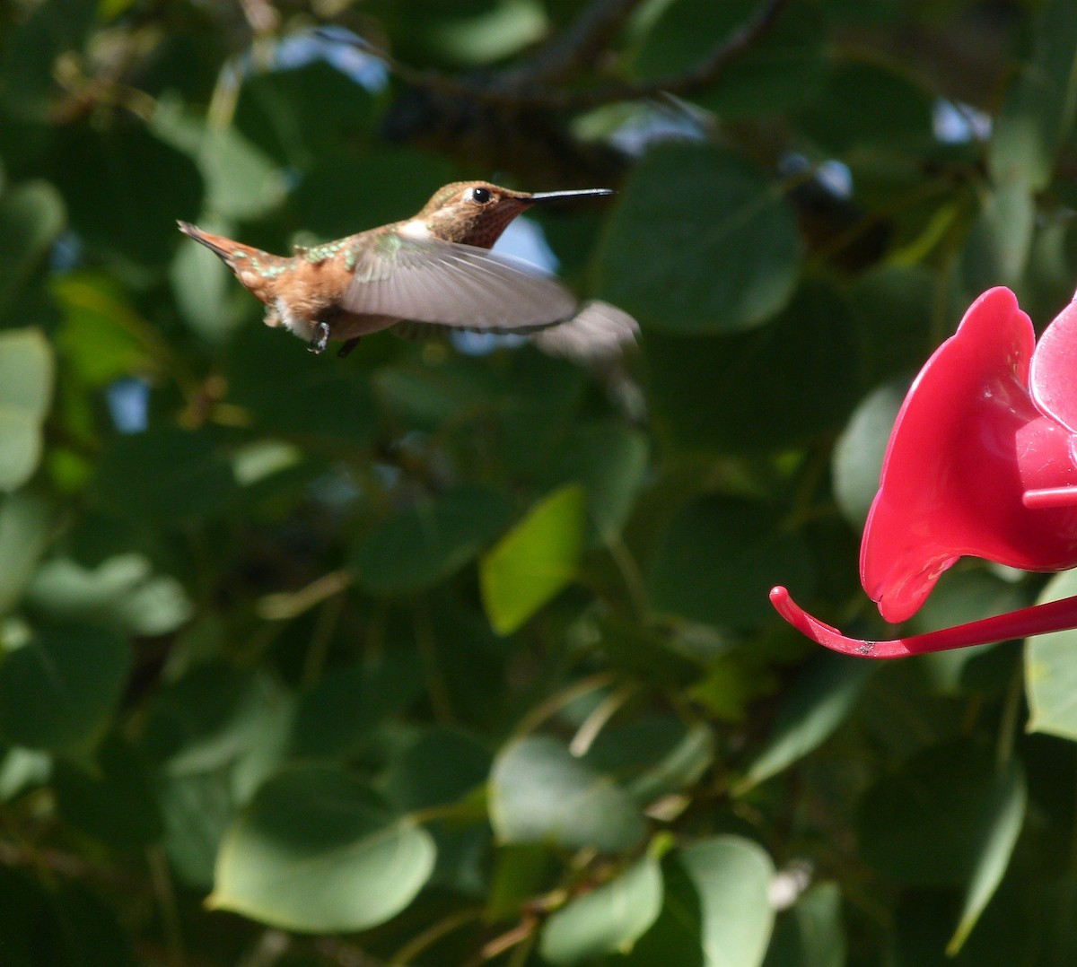 kalypta rezavolesklá - ML639730640