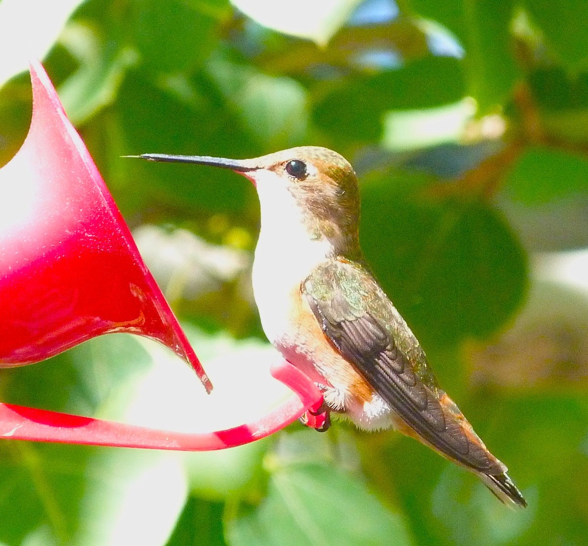 kalypta rezavolesklá - ML639730651