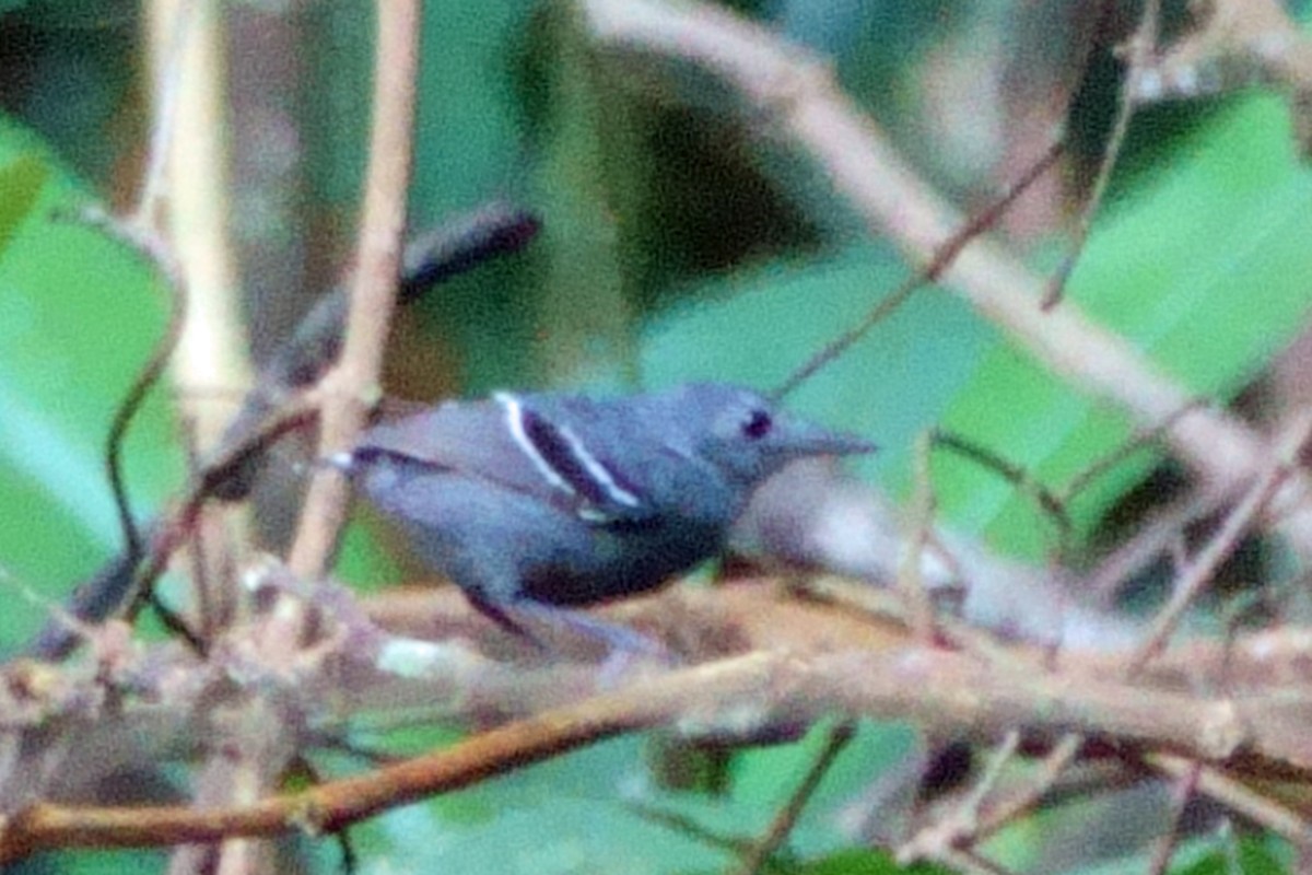 Plain-throated Antwren - ML639730680