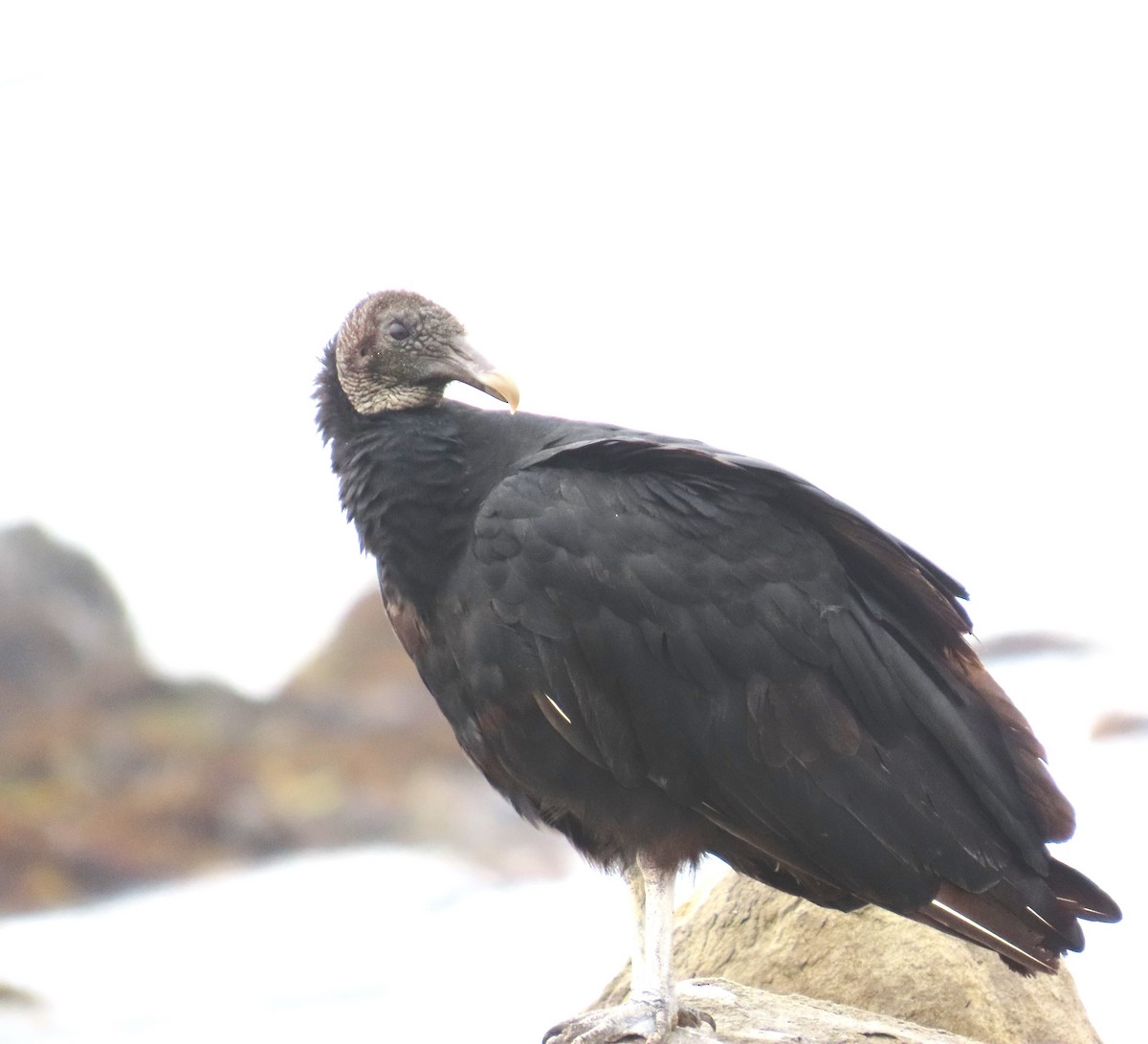 Black Vulture - ML639730721