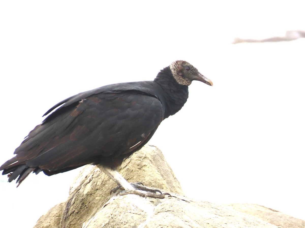 Black Vulture - ML639730761