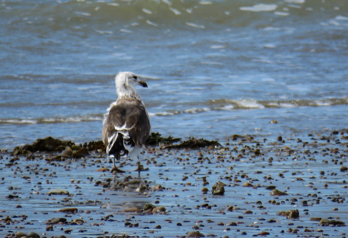 Olrog's Gull - ML639730834