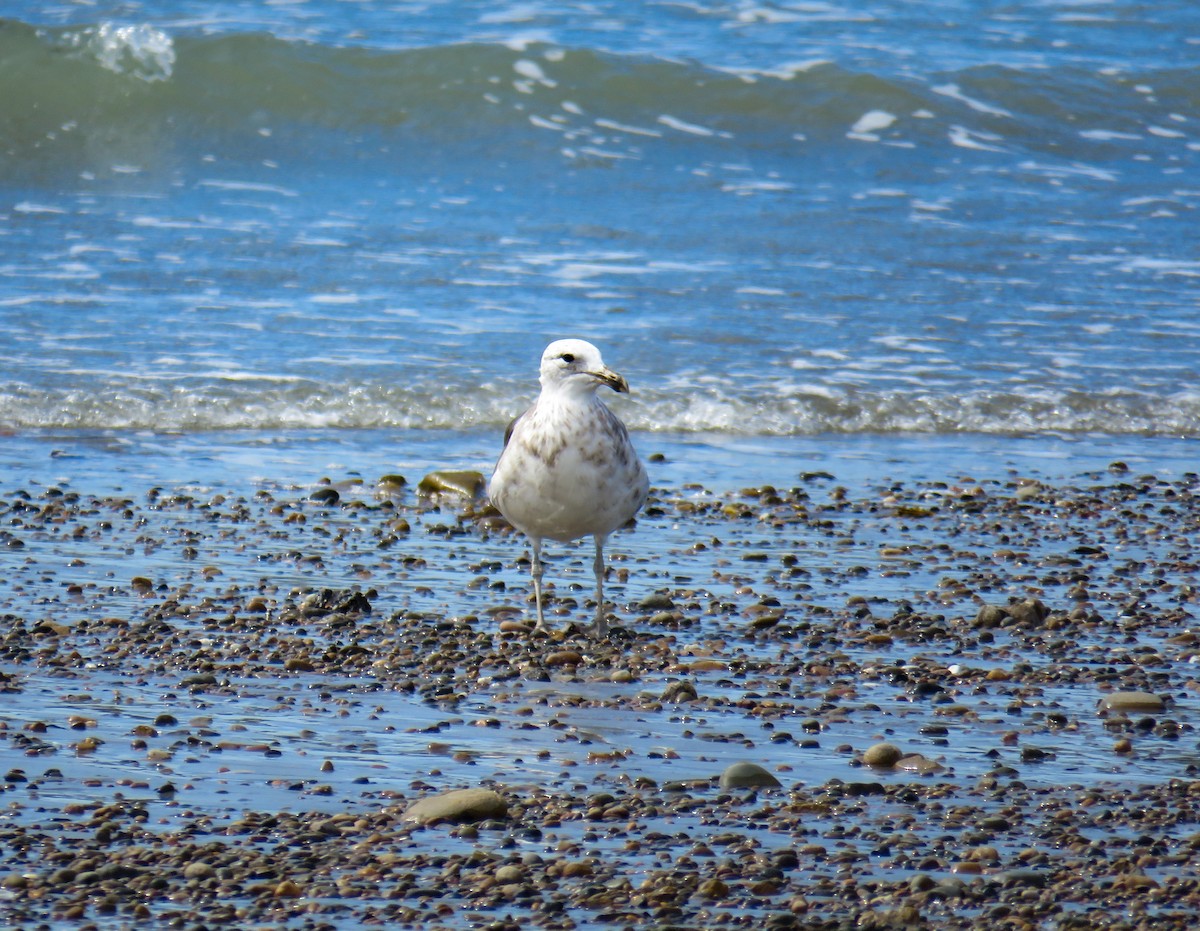 Olrog's Gull - ML639730835