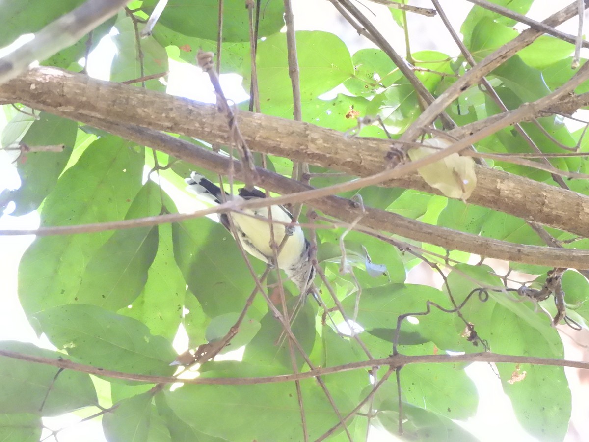 Rusty-winged Antwren - ML639730840