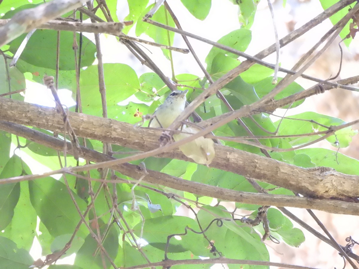 Rusty-winged Antwren - ML639730841