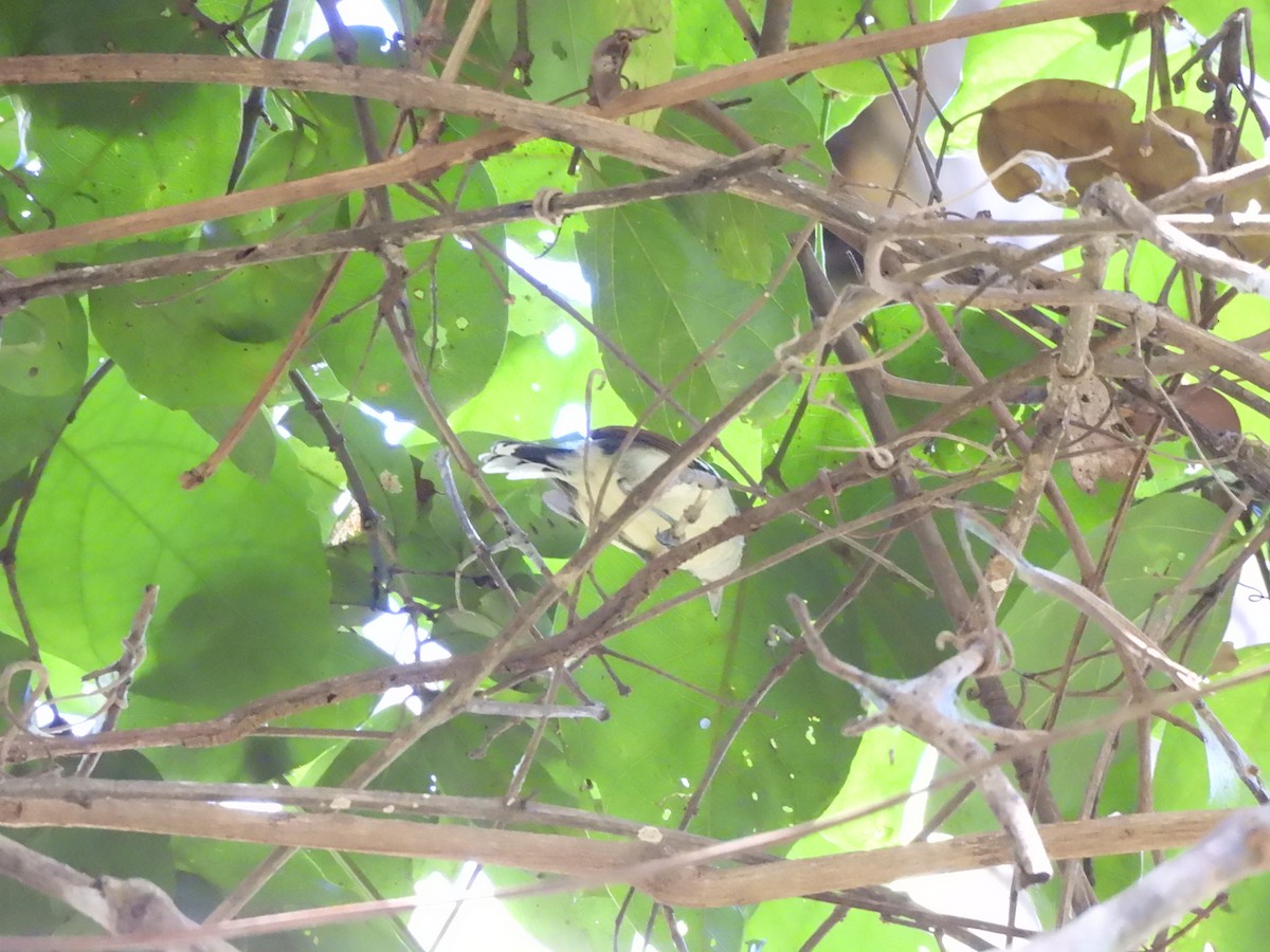 Rusty-winged Antwren - ML639730842