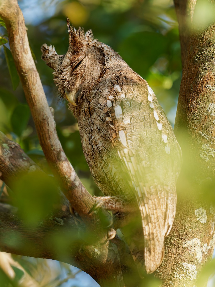 Pacific Screech-Owl - ML639730854